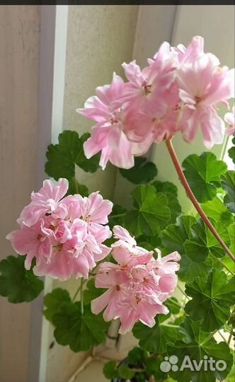 Пеларгония герань Сага Saga Леона галактика