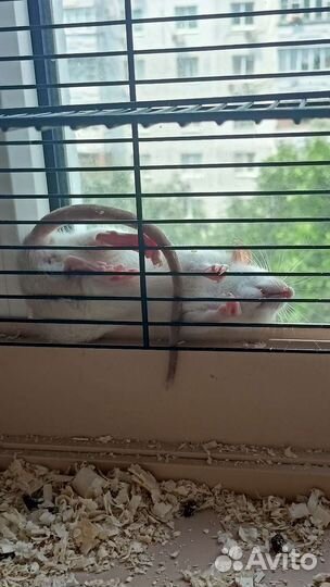 Крыски с клеткой