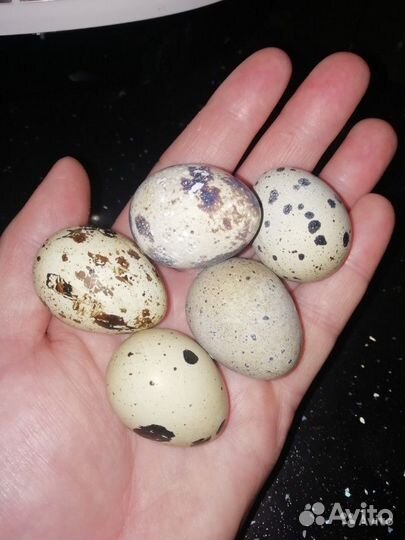 Яйца перепелиные