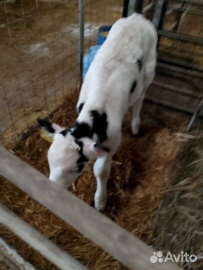 Телята бычки