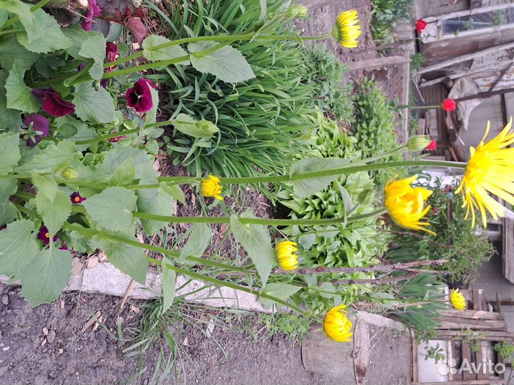 Дороникум восточный,ромашка желтая