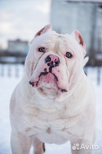 Американский булли