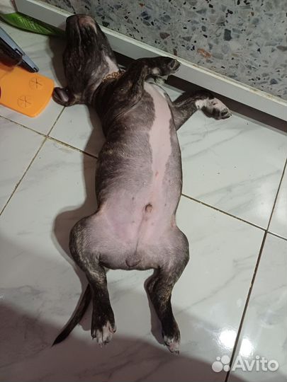 Стаффордширский терьер щенок