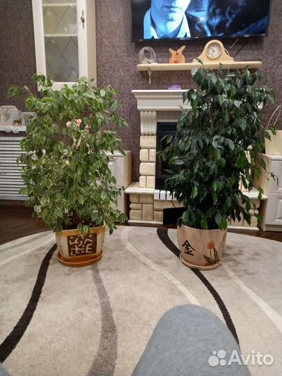 Фикус бенджамина