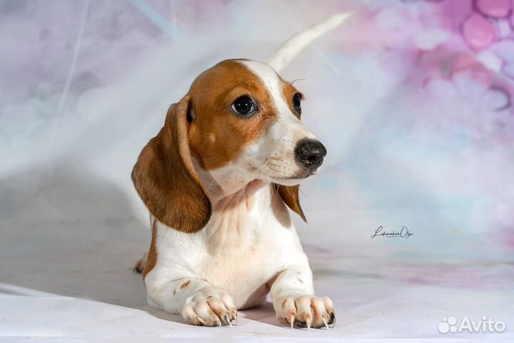 Миниатюрная такса окрас пайболд