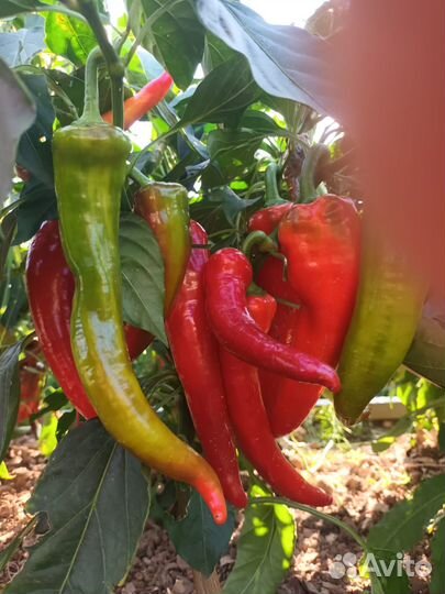 Семена перцев,помидор