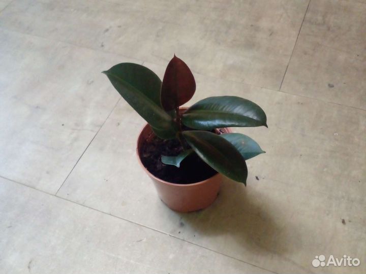 Фикус каучуконосный