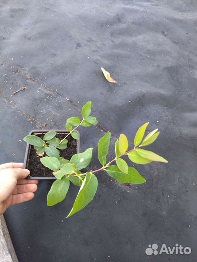 Жимолость Войтек