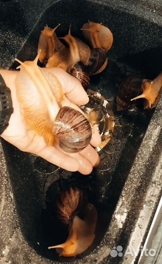 Улитки ахатины 4шт. бесплатно