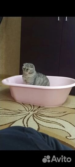 Кот - Матис, Скоттиш фолд