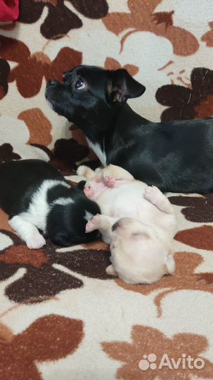 Щенки чихуахуа девочки