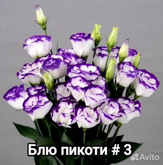 Эустома крупноцветковая