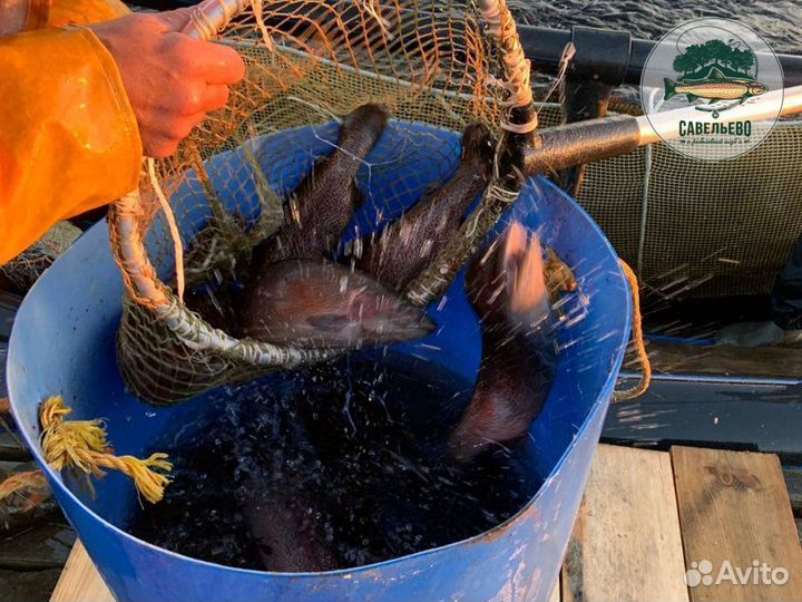 Свежая рыба Форель охлажденная / от Производителя