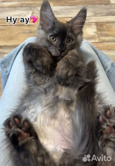 Мейн-кун котик Тэд