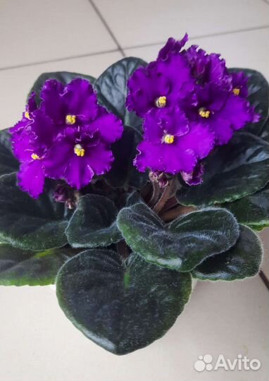 Продам цветы комнатные