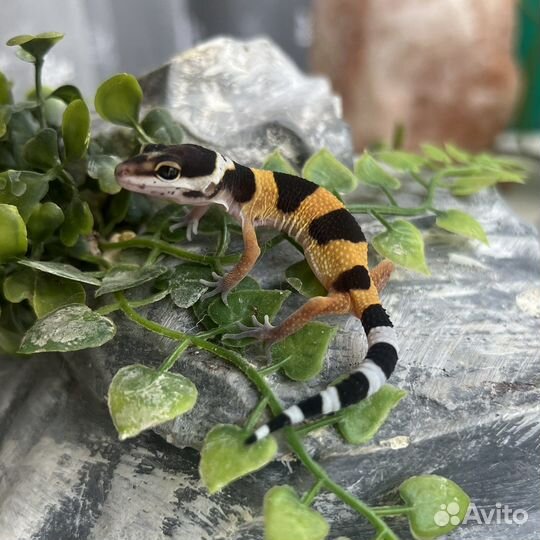 Ящерица леопардовый геккон