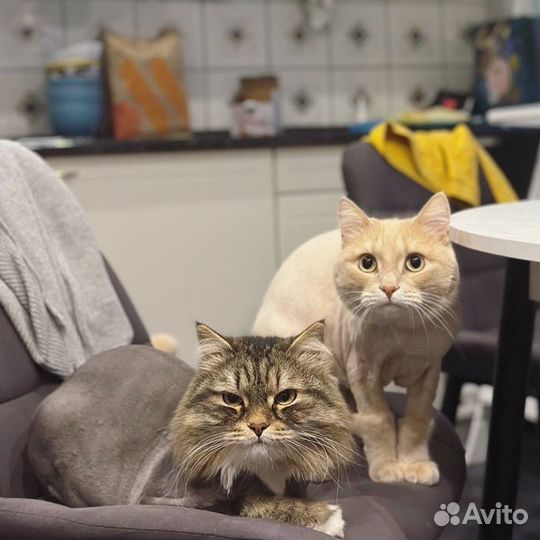 Стрижка Кошек