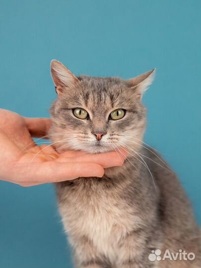 Метис британской породы Вера в добрые руки