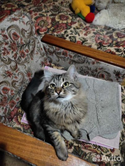 Кошка в добрые руки