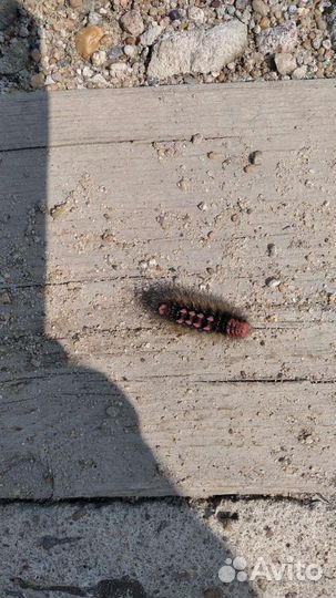 Рассада помидор,перцы,цветы капуста