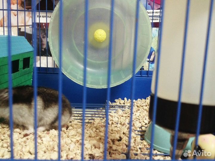 Клетка для джунгарского хомяка, джунгарский хомяк