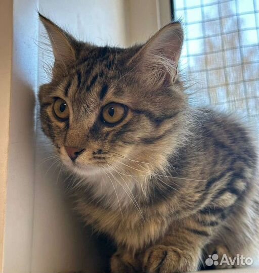 Шикарный котенок