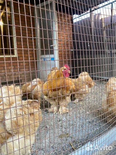 Куры кохинхины