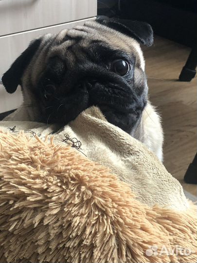 Вязка мопса - кобель