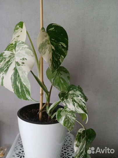 Монстера альба