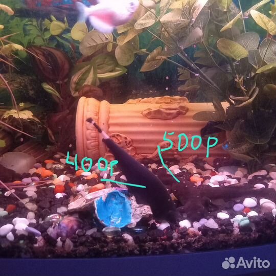 Нож рыба аквариумная