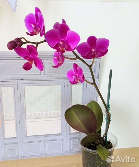 Орхидея Фаленопсис