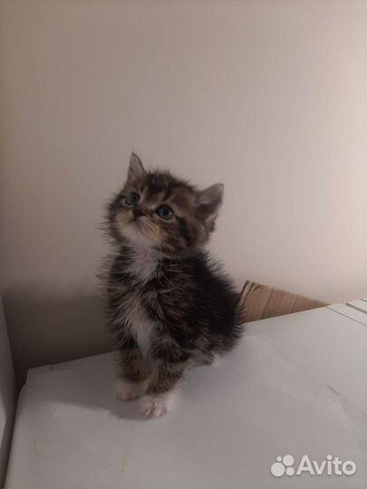 Маленькое чудо в дар