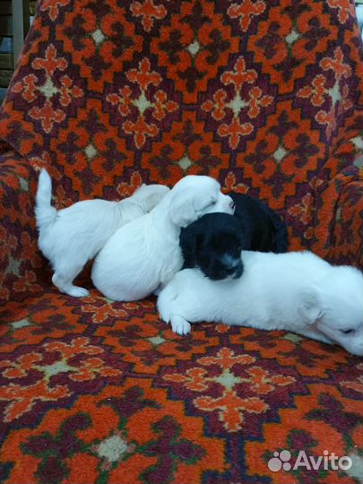 Щенки мальтезе