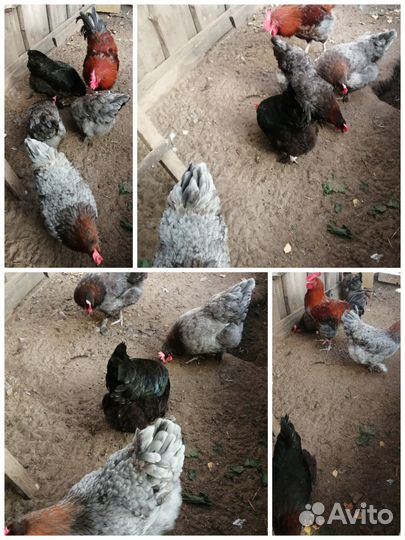 Куры, петухи, ия