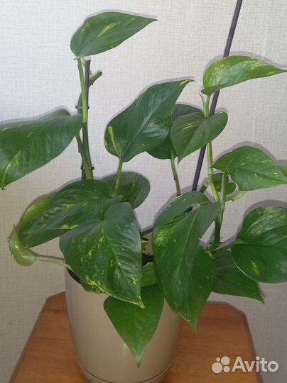 Сциндапсус