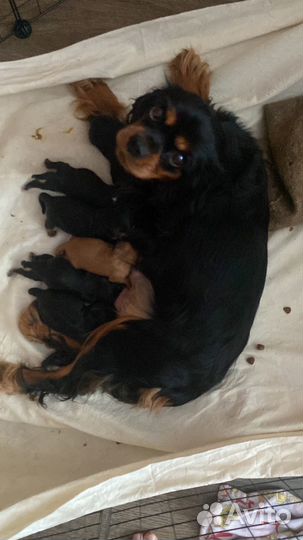 Щенки кавалер кинг чарльз спаниеля