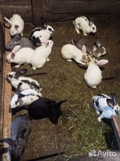 Продам мясо кролика