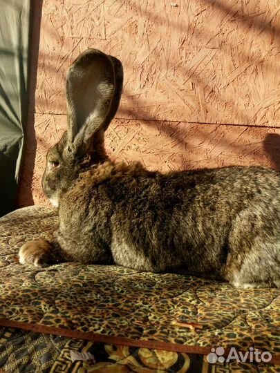 Кролики породы фландр