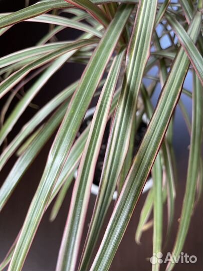 Драцены узколистные, пальма
