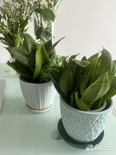 Сансевиерия