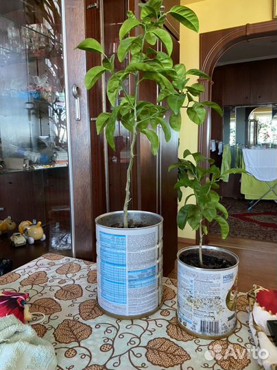 Лимонное дерево