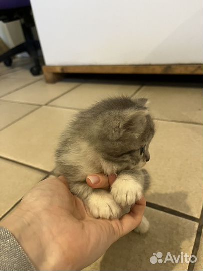 Отдам котенка в добрые руки