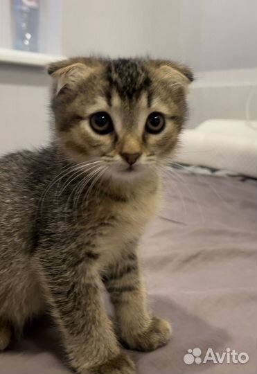 Шотландский котёнок девочка