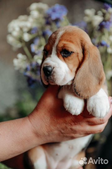 Щенки бигль