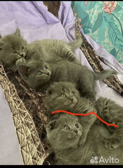 Британская вислоухая кошка