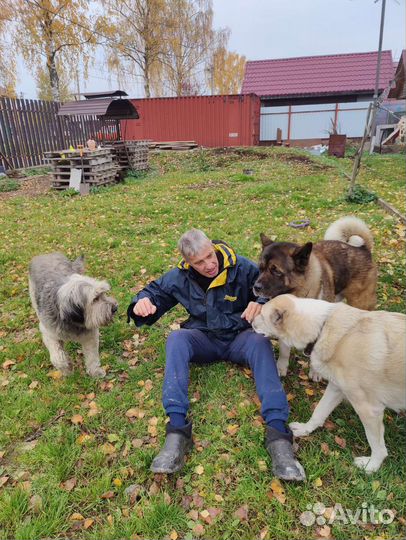 Работа выгул собак