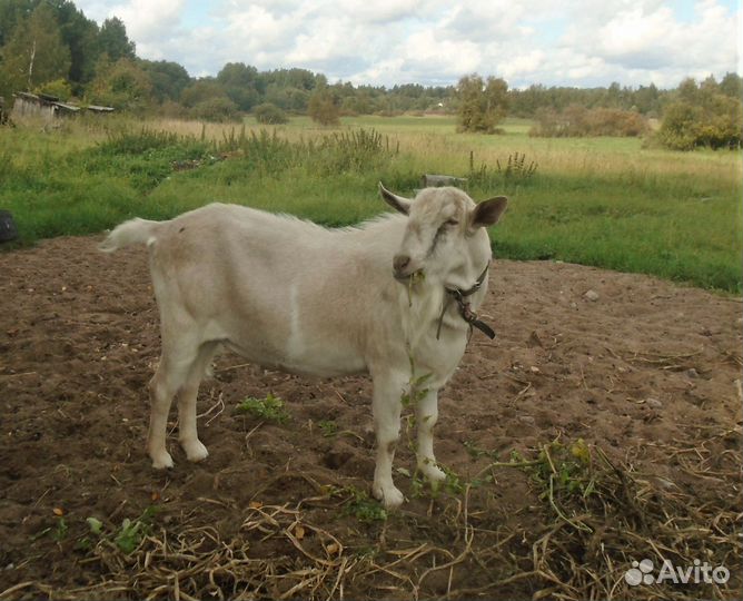 Козел для вязки