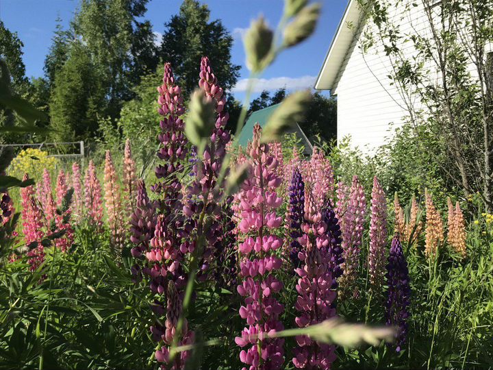 Дача 71 м² на участке 26,3 сот.