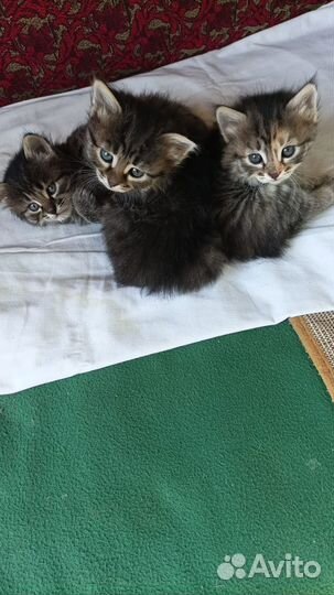 Отдам котенка