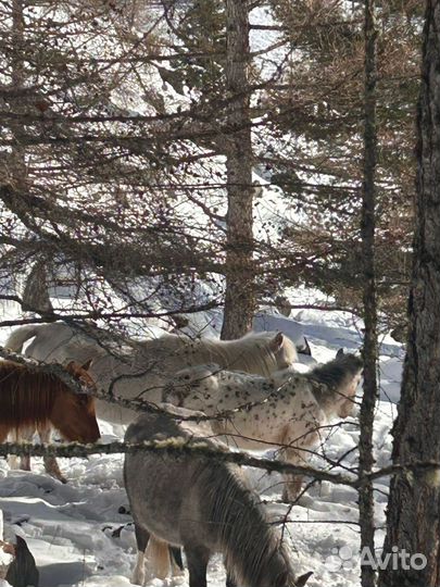 Лошадь жеребец